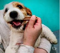 Parson Russel Terrier adorable♡