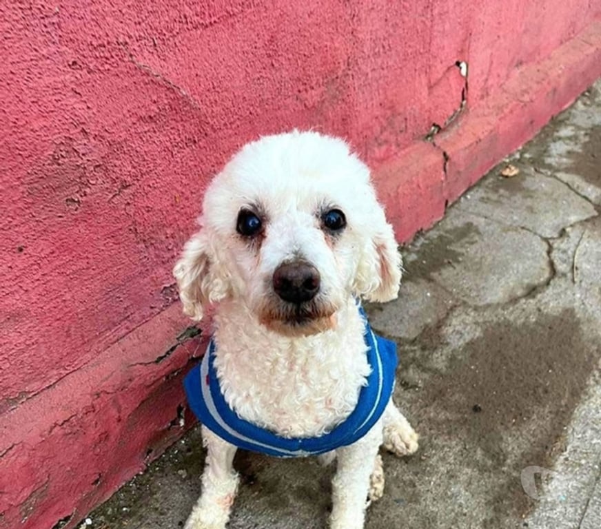 Adopción ed Animales Santiago Santiago - Fotos de Poodle blanco y jóven te espera◇