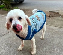 Poodle blanco y jóven te espera◇