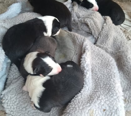Venta de Mascotas Puerto Montt Llanquihue - Fotos de Borden collie cachorro