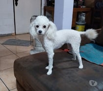 Poodle toy cachorros