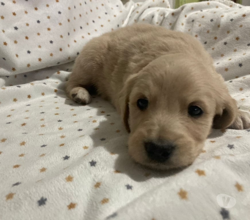 Adopción ed Animales Santiago Peñalolén - Fotos de Se regalan perritos cruza labrador con golden