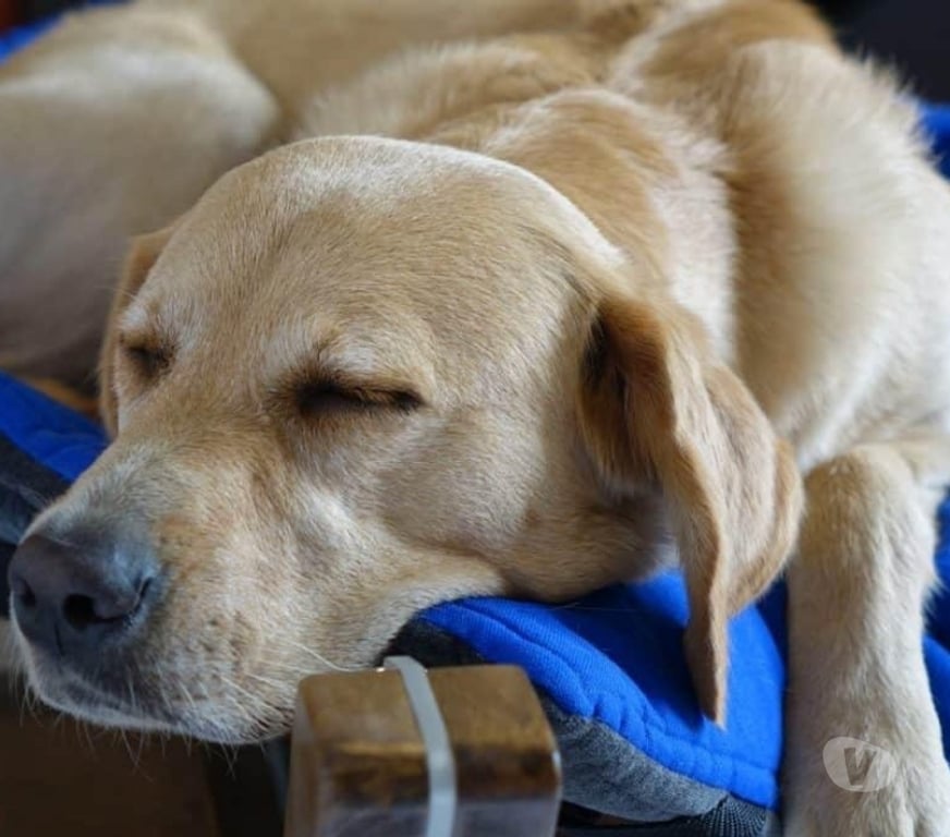 Adopción ed Animales Santiago Peñalolén - Fotos de Se regalan perritos cruza labrador con golden