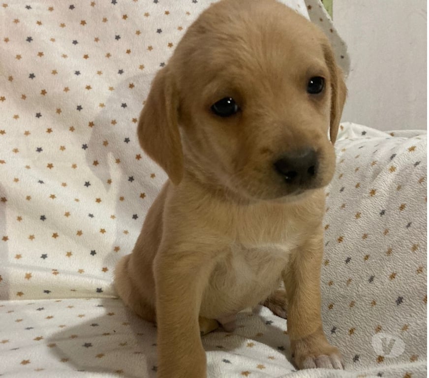 Adopción ed Animales Santiago Peñalolén - Fotos de Se regalan perritos cruza labrador con golden