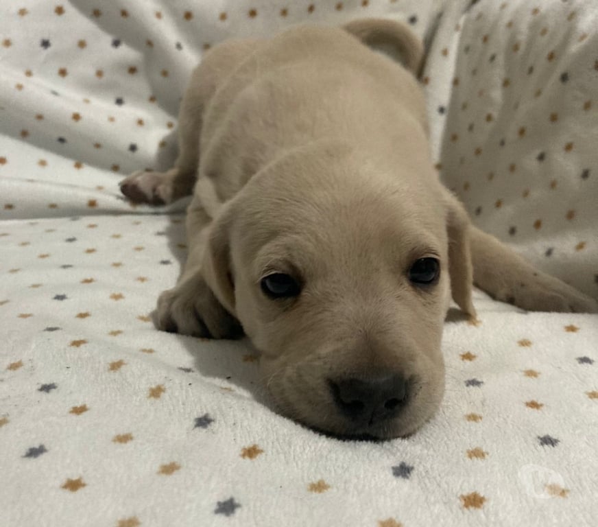Adopción ed Animales Santiago Peñalolén - Fotos de Se regalan perritos cruza labrador con golden
