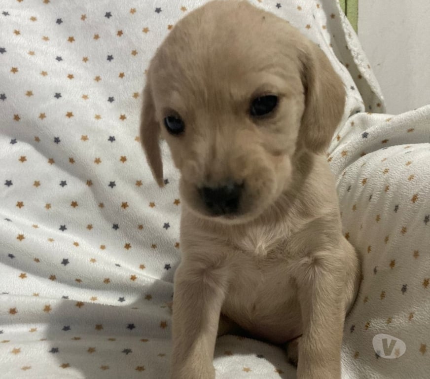 Adopción ed Animales Santiago Peñalolén - Fotos de Se regalan perritos cruza labrador con golden