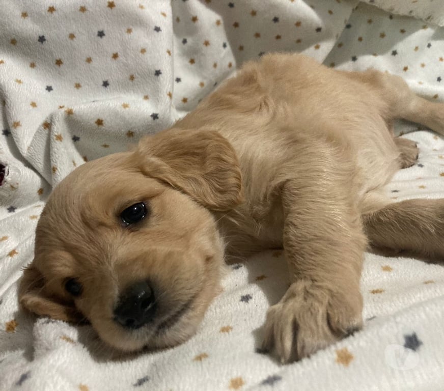 Adopción ed Animales Santiago Peñalolén - Fotos de Se regalan perritos cruza labrador con golden