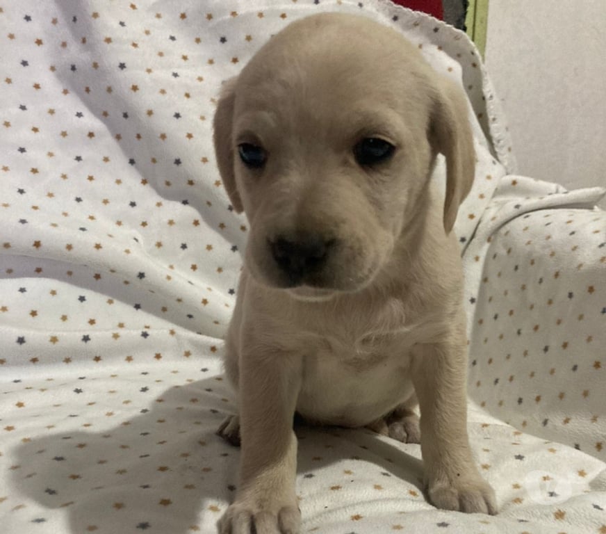 Adopción ed Animales Santiago Peñalolén - Fotos de Se regalan perritos cruza labrador con golden