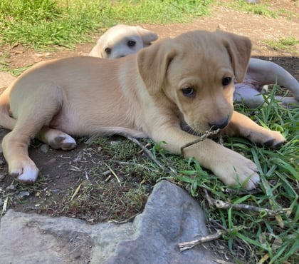Adopción de Gatos Peñalolén Santiago - Fotos de Se regalan perritos cruza labrador con golden