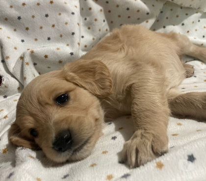 Adopción de Gatos Peñalolén Santiago - Fotos de Se regalan perritos cruza labrador con golden