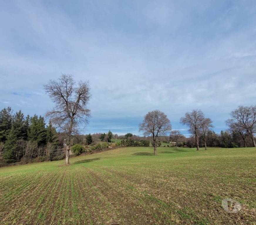 Parcelas en Venta Ñuble El Carmen - Fotos de VENDO TERRENO AGRICOLA EN ZAPALLAR, EL CARMEN