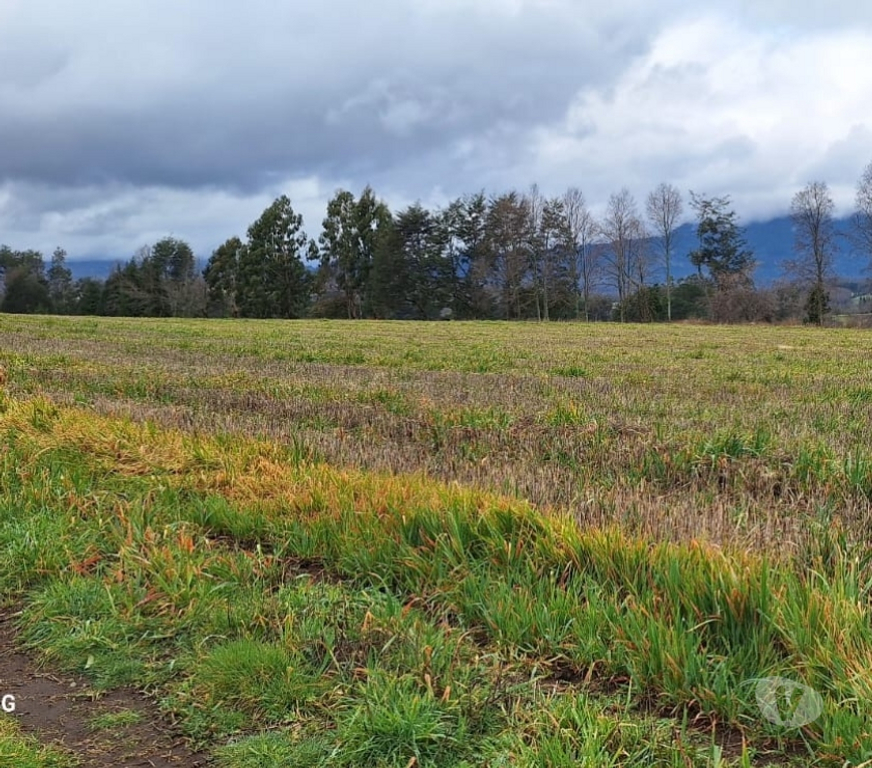 Parcelas en Venta Valdivia Panguipulli - Fotos de Vendemos terrenos cercanos a Panguipulli