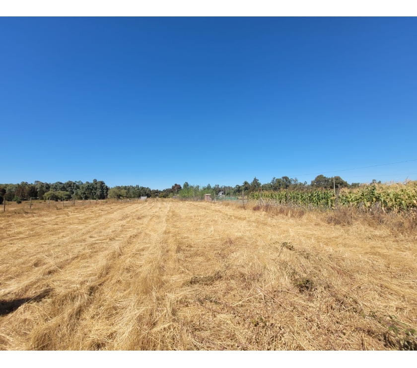 EN VENTA PARCELA EN SECTOR JUNQUILLO, COMUNA SAN CARLOS