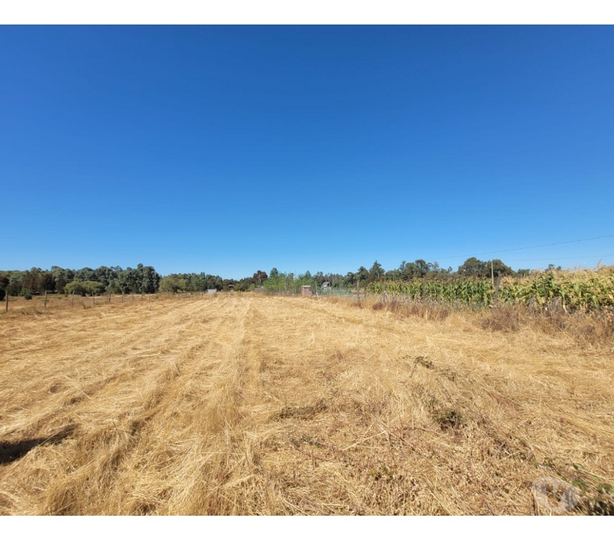 Parcelas en Venta Ñuble San Carlos - Fotos de EN VENTA PARCELA EN SECTOR JUNQUILLO, COMUNA SAN CARLOS