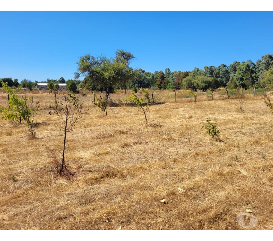 Parcelas en Venta Ñuble San Carlos - Fotos de EN VENTA PARCELA EN SECTOR JUNQUILLO, COMUNA SAN CARLOS