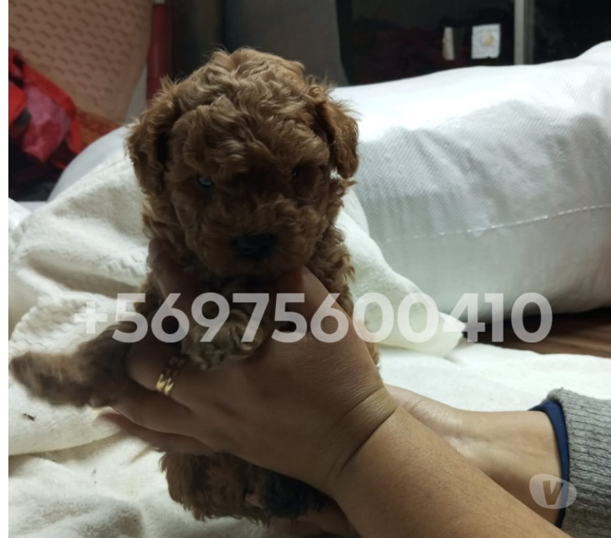 Gatos en Venta Santiago Santiago - Fotos de Hermosas cachorritas poodle mini toy rojo
