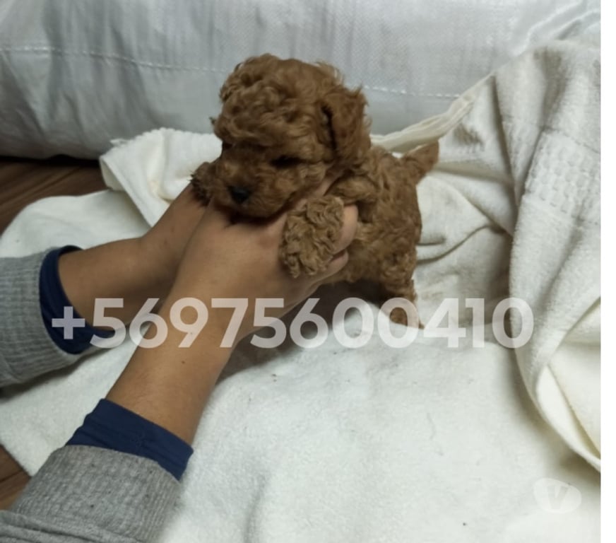 Gatos en Venta Santiago Santiago - Fotos de Hermosas cachorritas poodle mini toy rojo