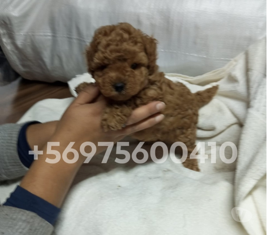 Gatos en Venta Santiago Santiago - Fotos de Hermosas cachorritas poodle mini toy rojo
