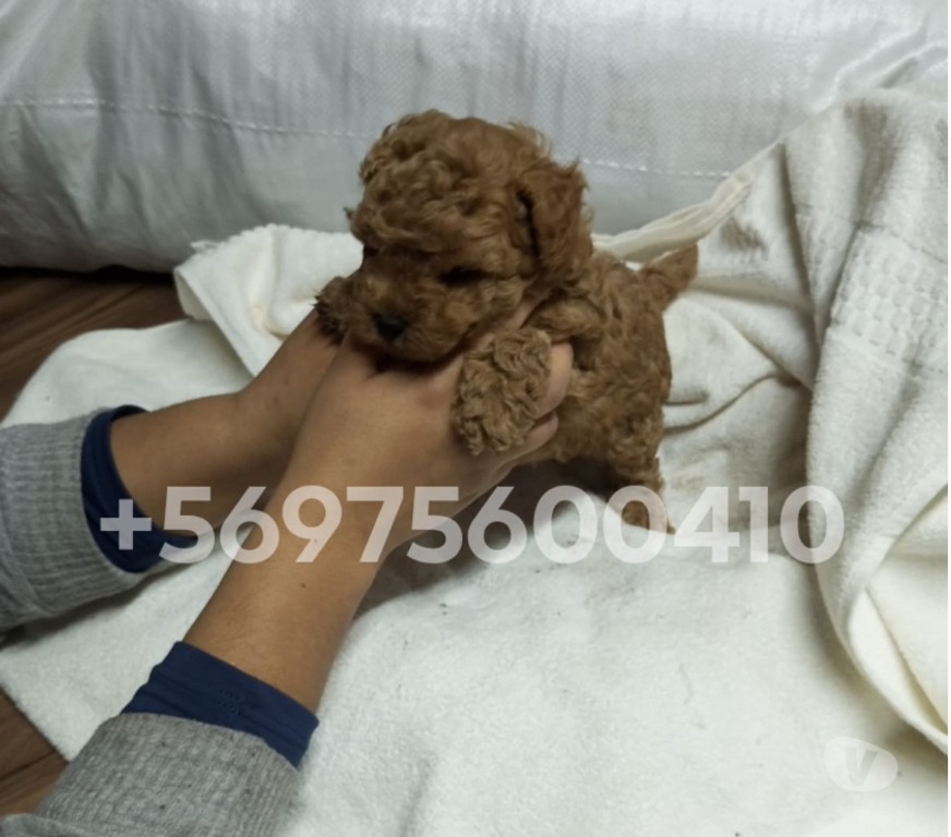 Gatos en Venta Santiago Santiago - Fotos de Hermosas cachorritas poodle mini toy rojo