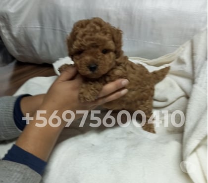 Mascotas en Venta Santiago Santiago - Fotos de Hermosas cachorritas poodle mini toy rojo