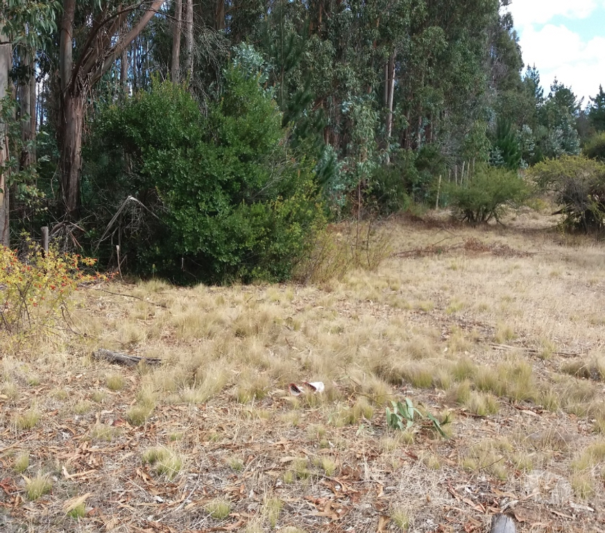 Parcelas en Venta Bío-Bío Yumbel - Fotos de Vendo 1,5 hectáreas camino a Cabrero sector paso hondo
