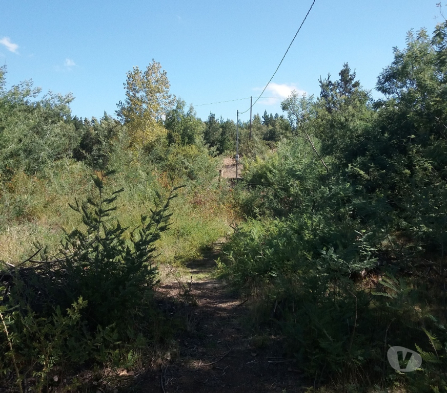Parcelas en Venta Bío-Bío Yumbel - Fotos de Vendo 1,5 hectáreas camino a Cabrero sector paso hondo