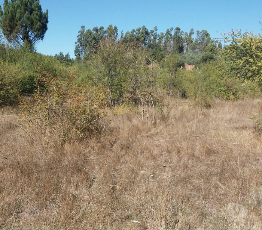 Parcelas en Venta Bío-Bío Yumbel - Fotos de Vendo 1,5 hectáreas camino a Cabrero sector paso hondo