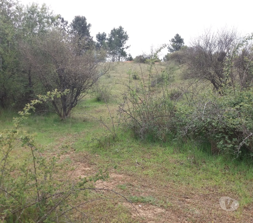 Parcelas en Venta Bío-Bío Yumbel - Fotos de Vendo 1,5 hectáreas camino a Cabrero sector paso hondo