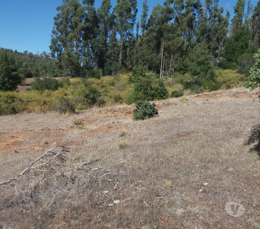 Parcelas en Venta Bío-Bío Yumbel - Fotos de Vendo 1,5 hectáreas camino a Cabrero sector paso hondo