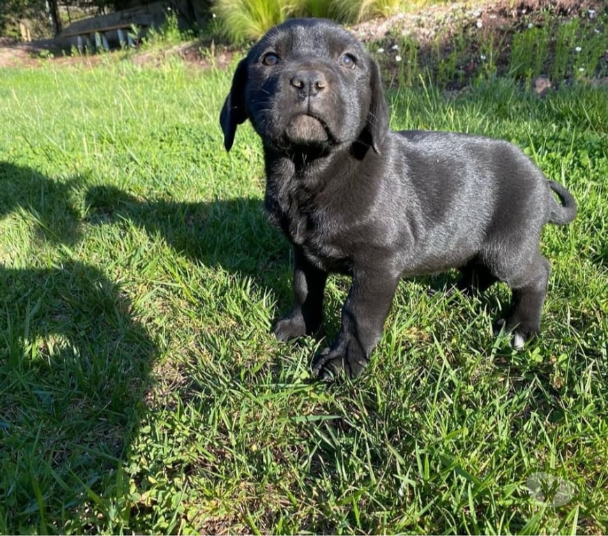 Gatos en Venta Santiago Las Condes - Fotos de Cachorros Cane Corso Excelente Cuidador y Compañero