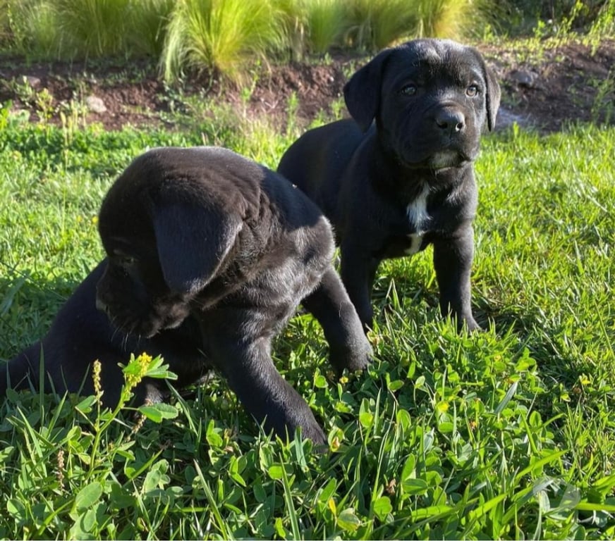 Gatos en Venta Santiago Las Condes - Fotos de Cachorros Cane Corso Excelente Cuidador y Compañero