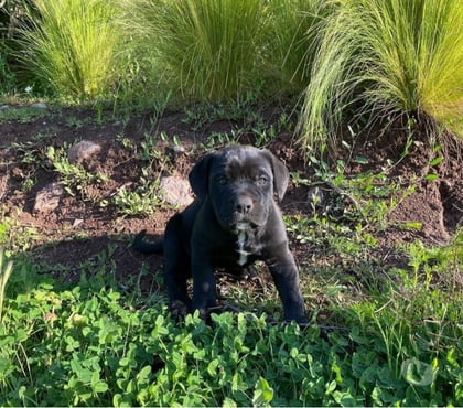 Venta de Mascotas Las Condes Santiago - Fotos de Cachorros Cane Corso Excelente Cuidador y Compañero
