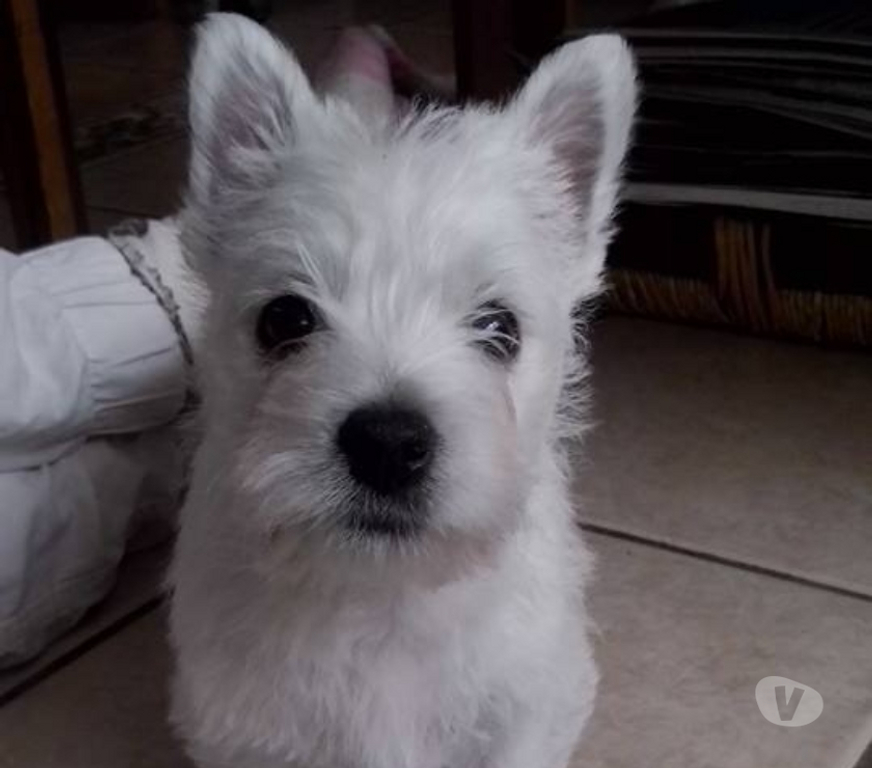 Gatos en Venta Santiago Las Condes - Fotos de Hermosos Cachorros Westy Ideales para Espacios Pequeños