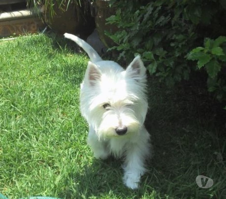 Gatos en Venta Santiago Las Condes - Fotos de Hermosos Cachorros Westy Ideales para Espacios Pequeños