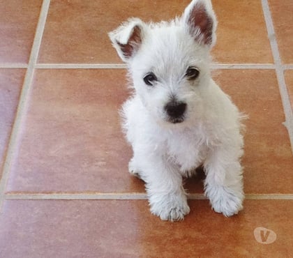 Venta de Mascotas Las Condes Santiago - Fotos de Hermosos Cachorros Westy Ideales para Espacios Pequeños