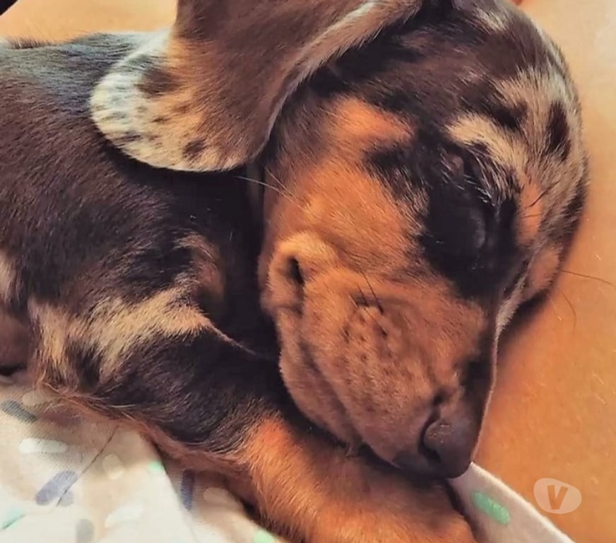 Gatos en Venta Santiago Las Condes - Fotos de Hermosos Cachorros Dachshund Mini (disponible colores)