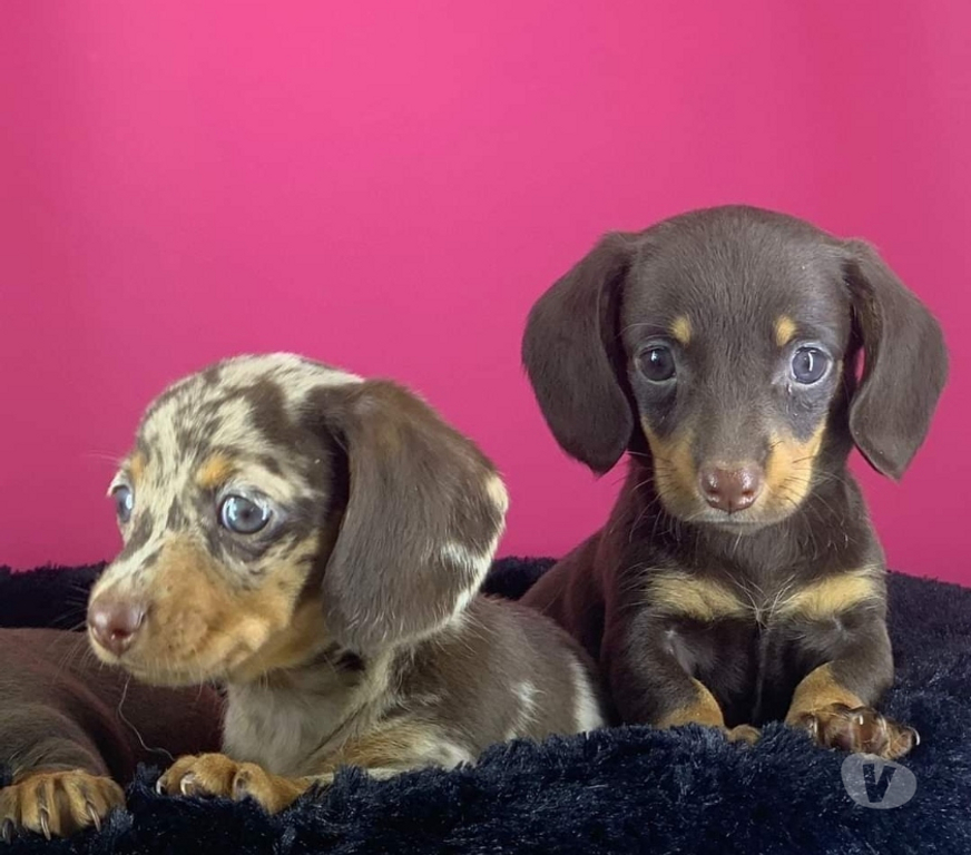 Gatos en Venta Santiago Las Condes - Fotos de Hermosos Cachorros Dachshund Mini (disponible colores)