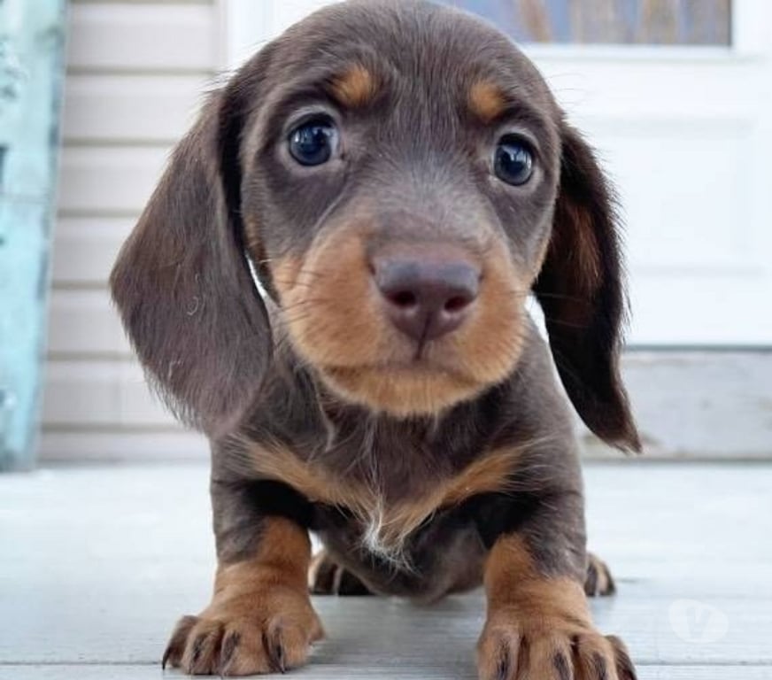 Gatos en Venta Santiago Las Condes - Fotos de Hermosos Cachorros Dachshund Mini (disponible colores)