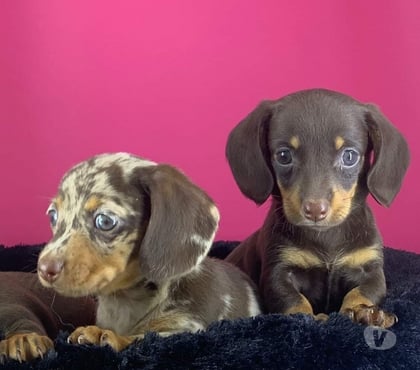 Gatos en Venta Las Condes Santiago - Fotos de Hermosos Cachorros Dachshund Mini (disponible colores)