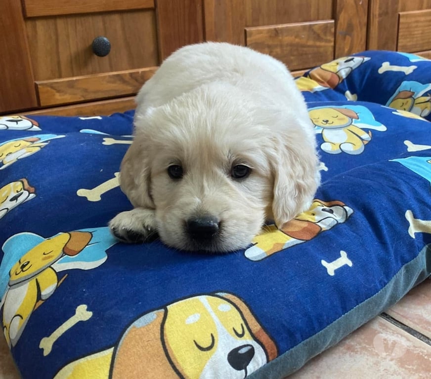 Gatos en Venta Santiago Las Condes - Fotos de Preciosos Cachorros Golden Compañero Ideal!