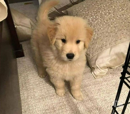 Venta de Mascotas Las Condes Santiago - Fotos de Preciosos Cachorros Golden Compañero Ideal!