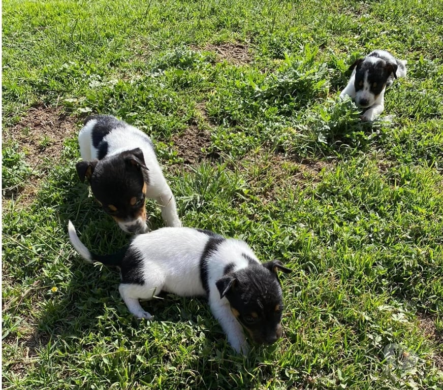 Gatos en Venta Santiago Las Condes - Fotos de Hermosos Cachorros Fox Terrier (Caza - Espacios Pequeños)