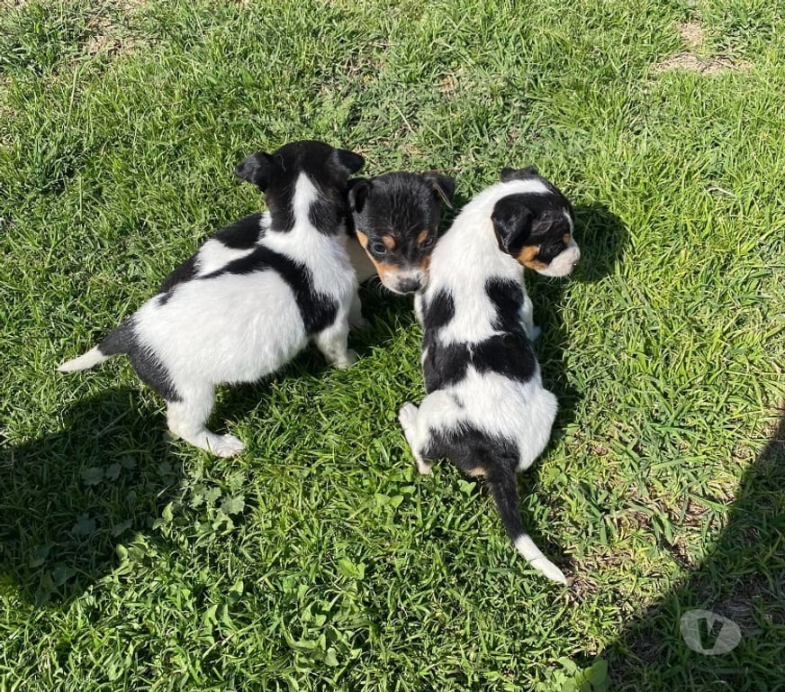 Gatos en Venta Santiago Las Condes - Fotos de Hermosos Cachorros Fox Terrier (Caza - Espacios Pequeños)