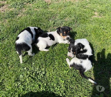 Mascotas en Venta Las Condes Santiago - Fotos de Hermosos Cachorros Fox Terrier (Caza - Espacios Pequeños)