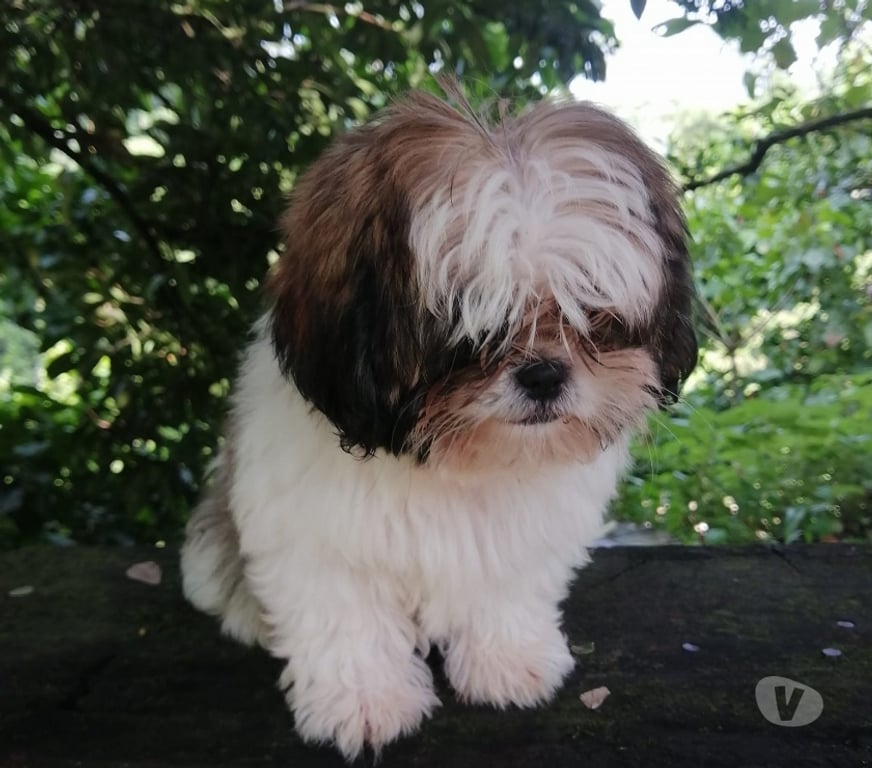 Gatos en Venta Santiago Las Condes - Fotos de Hermosos cachorros Shih Tzu