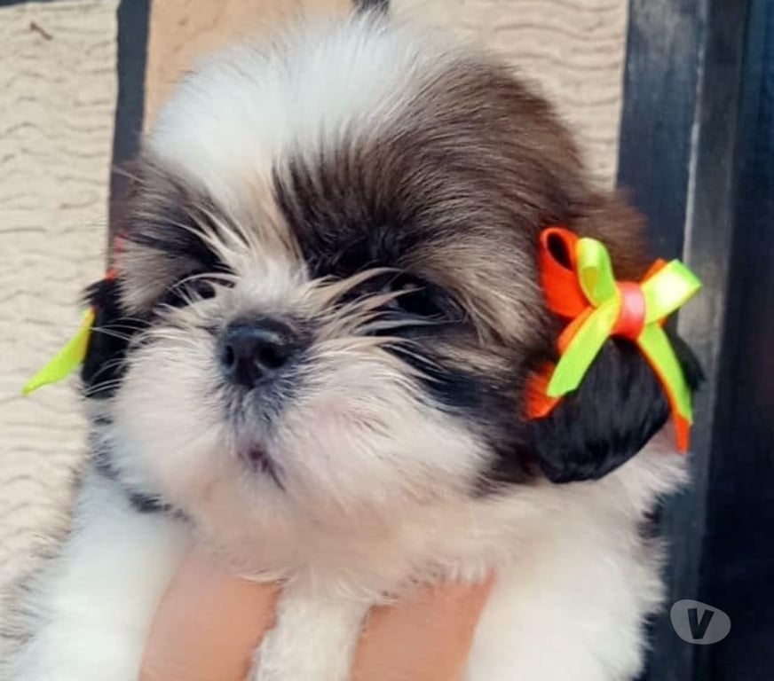 Gatos en Venta Santiago Las Condes - Fotos de Hermosos cachorros Shih Tzu