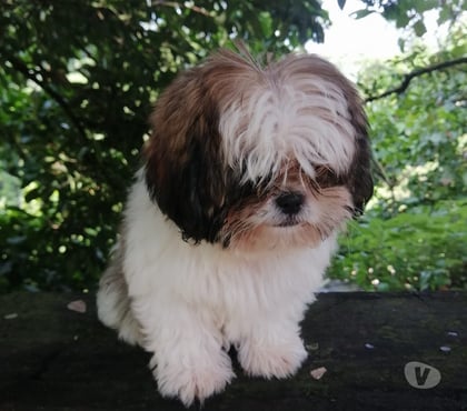 Venta de Mascotas Las Condes Santiago - Fotos de Hermosos cachorros Shih Tzu