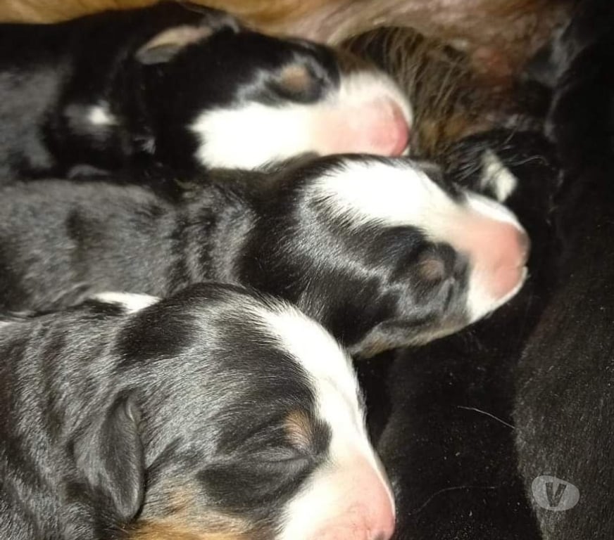 Gatos en Venta Santiago Las Condes - Fotos de Hermosos Cachorros Boyero de Berna