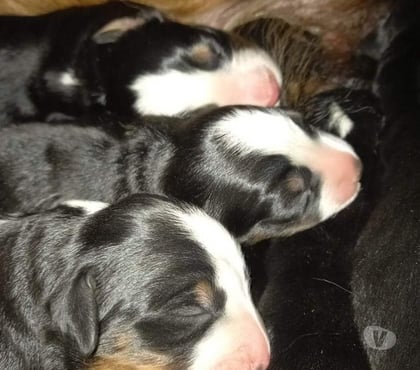 Mascotas en Venta Las Condes Santiago - Fotos de Hermosos Cachorros Boyero de Berna