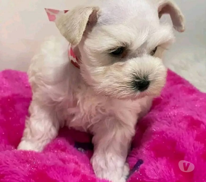 Gatos en Venta Santiago Las Condes - Fotos de Hermosos Cachorros Schanuzer Miniatura